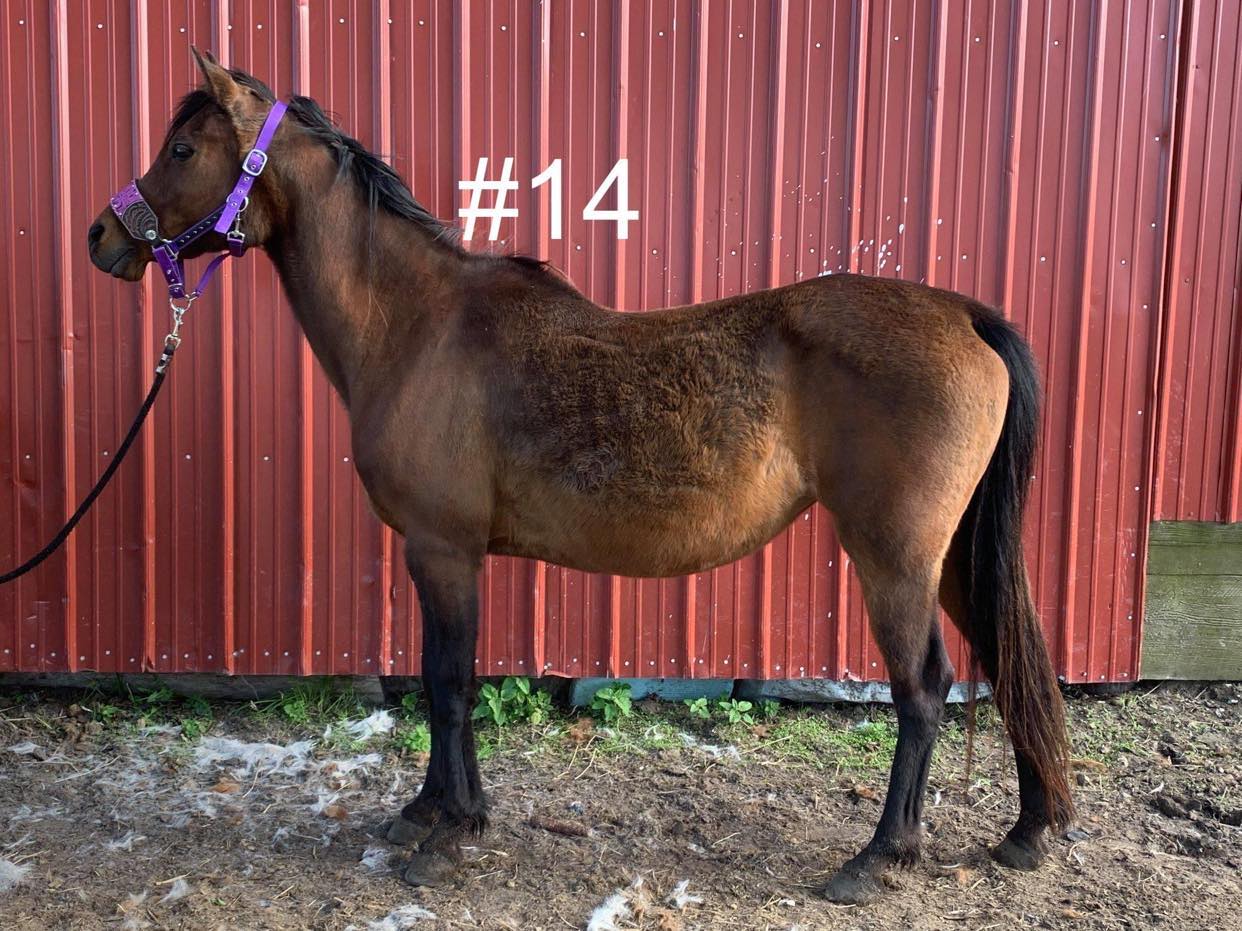 Missy from Auction before