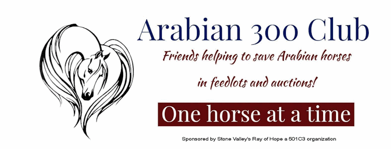 Arabian 300 